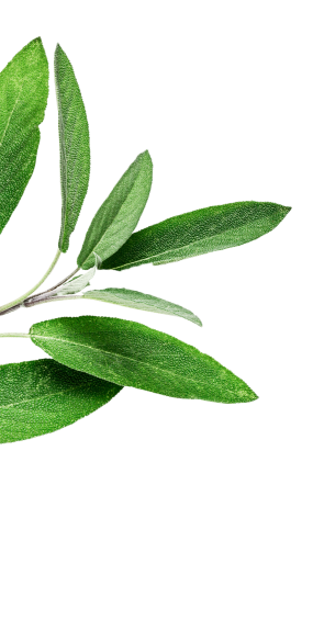 Bay Leaves