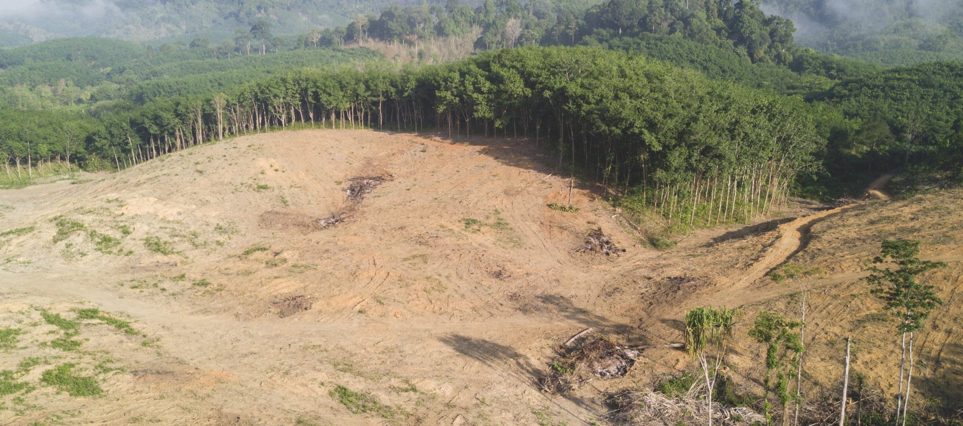 bosque deforestado