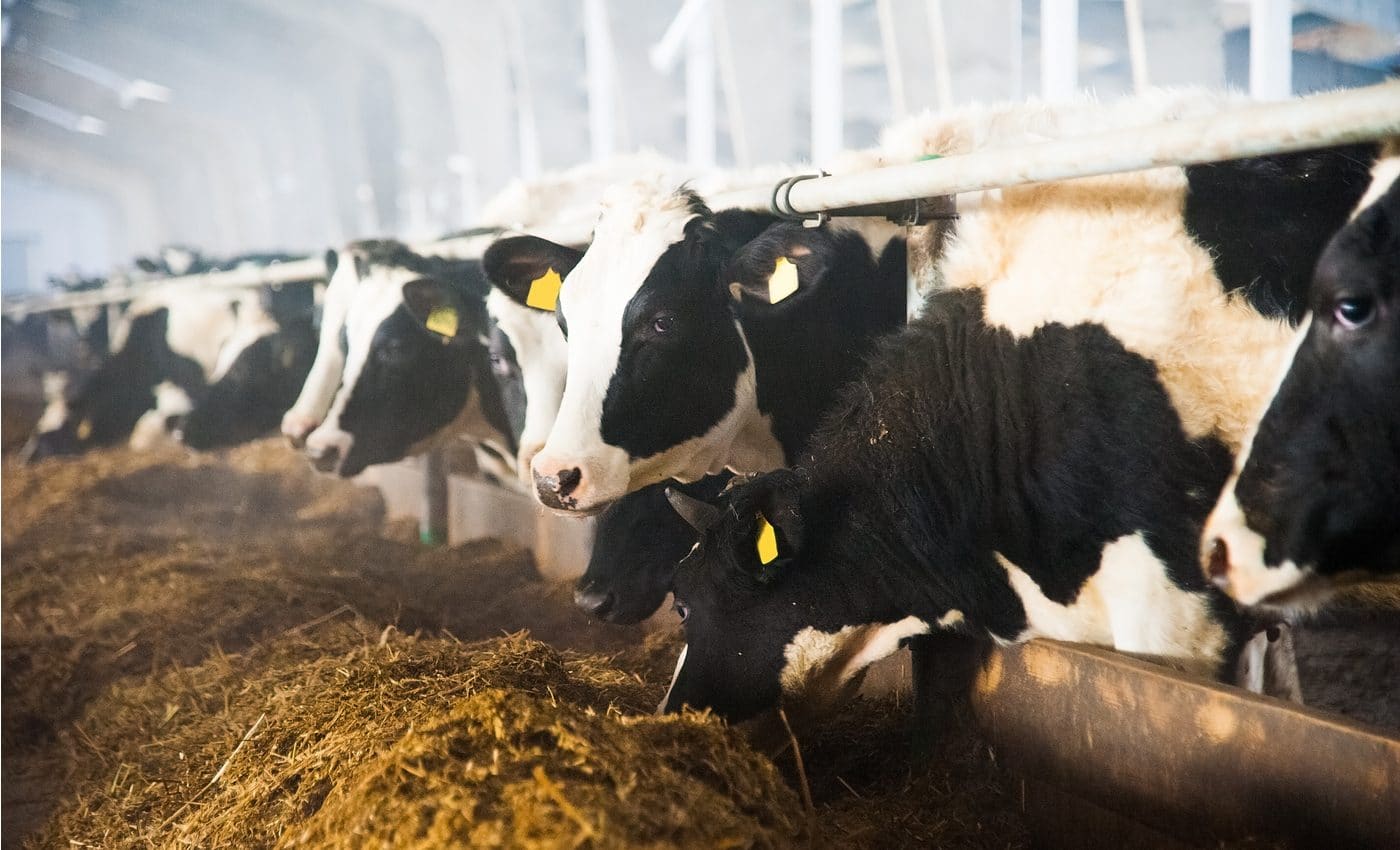 animales de granja aumentan pandemias
