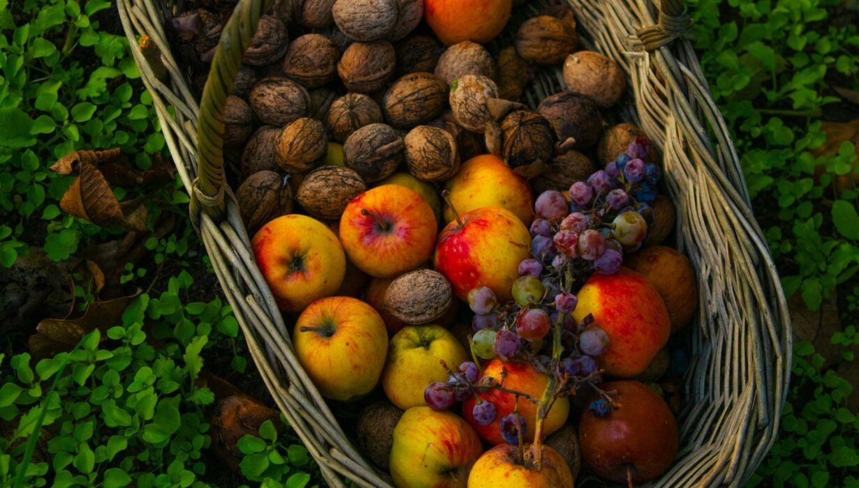Uma cesta cheia de maçãs, nozes, uvas vermelhas e peras está sobre a grama verde, com folhas espalhadas ao redor.