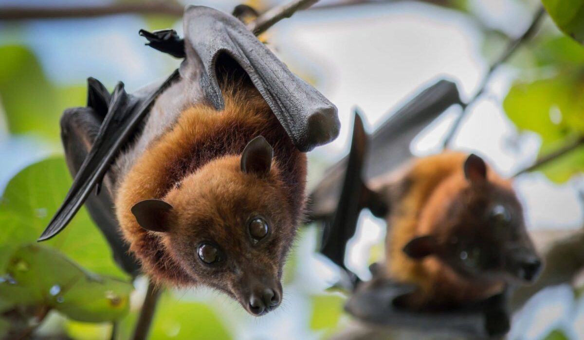 flying foxes in a tree