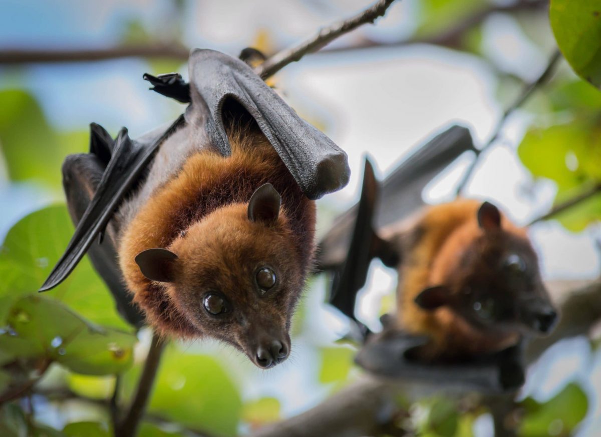 flying foxes in a tree