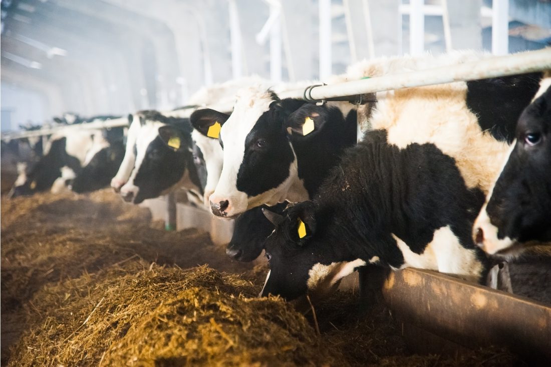 A row of cows being fed