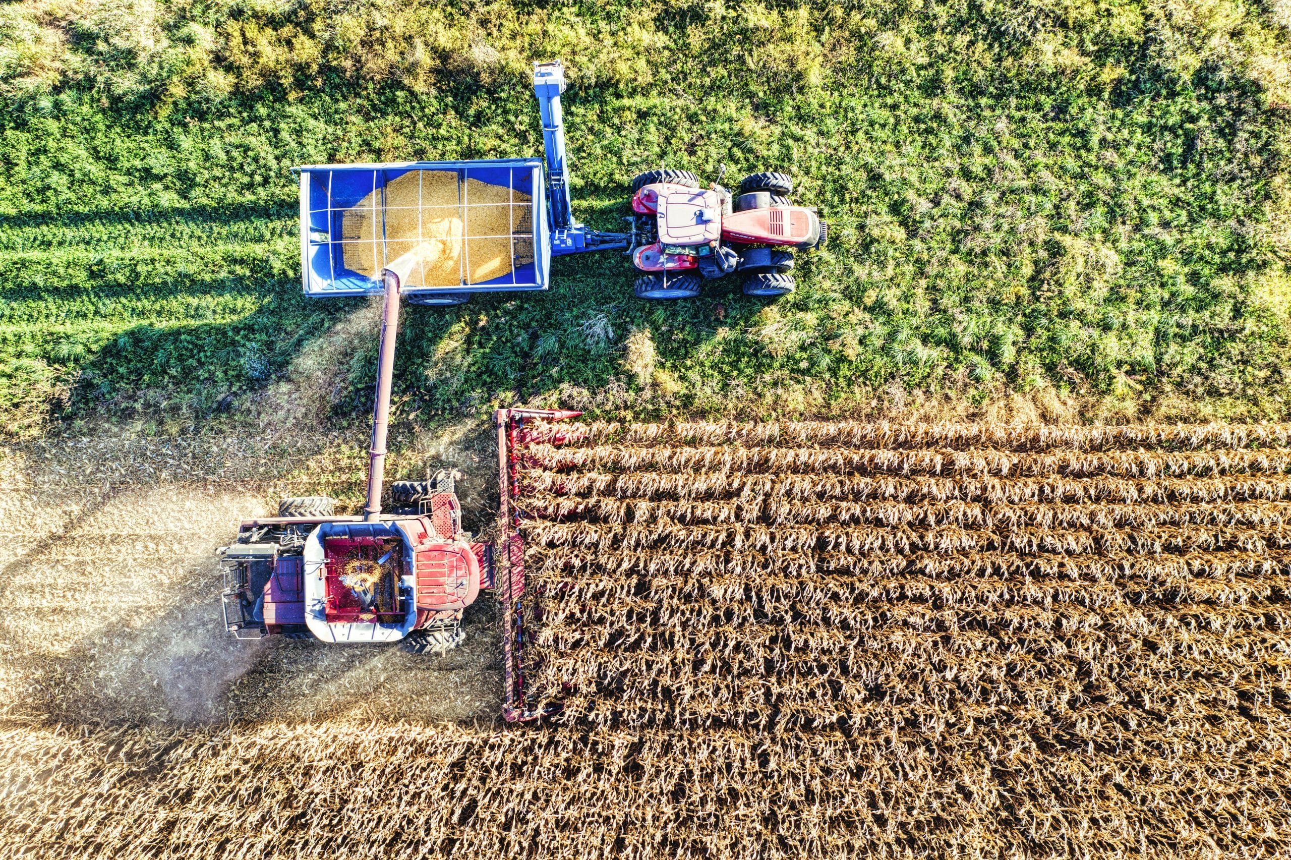 Image of cereals being harvested