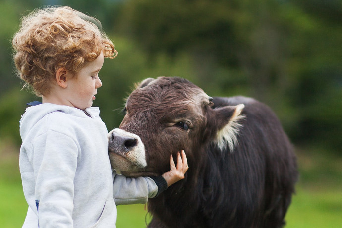 a young cow cuddling up to a young human child