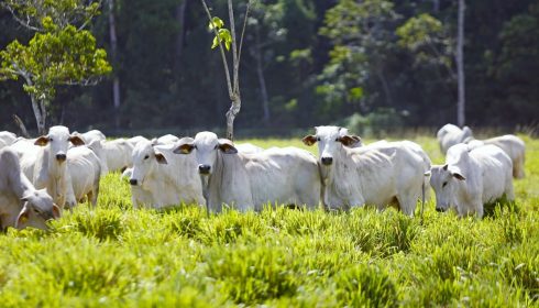 A herd of white cows stands on lush green grass in a field, with trees and dense forest visible in the background.