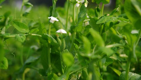 Close-up of green pea plants with several white flowers and leaves, some covered in water droplets, in a garden setting.