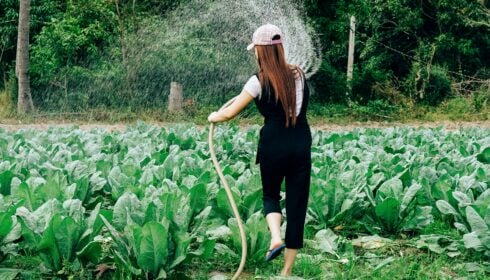 protein diversification. A person wearing a cap and black clothes waters a field of leafy green plants with a hose, surrounded by dense trees.