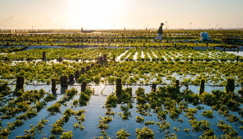 People tending to rows of seaweed growing in a shallow coastal farm at sunrise.
